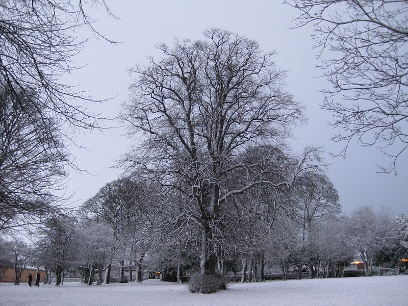 Lime tree in snow, Sheffield