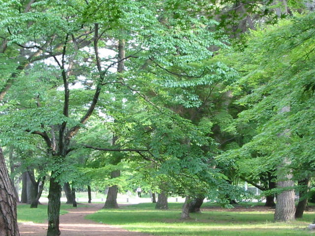 Trees in Kyoto