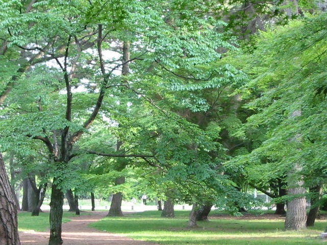 Trees in Kyoto