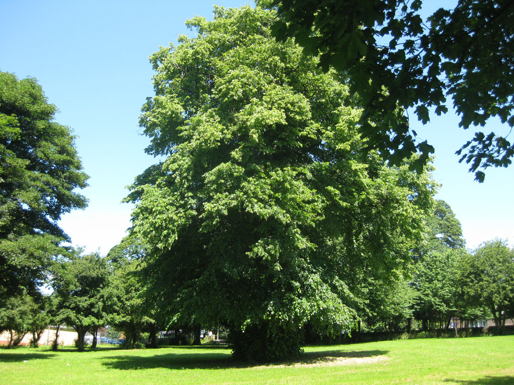 Sheffield Lime