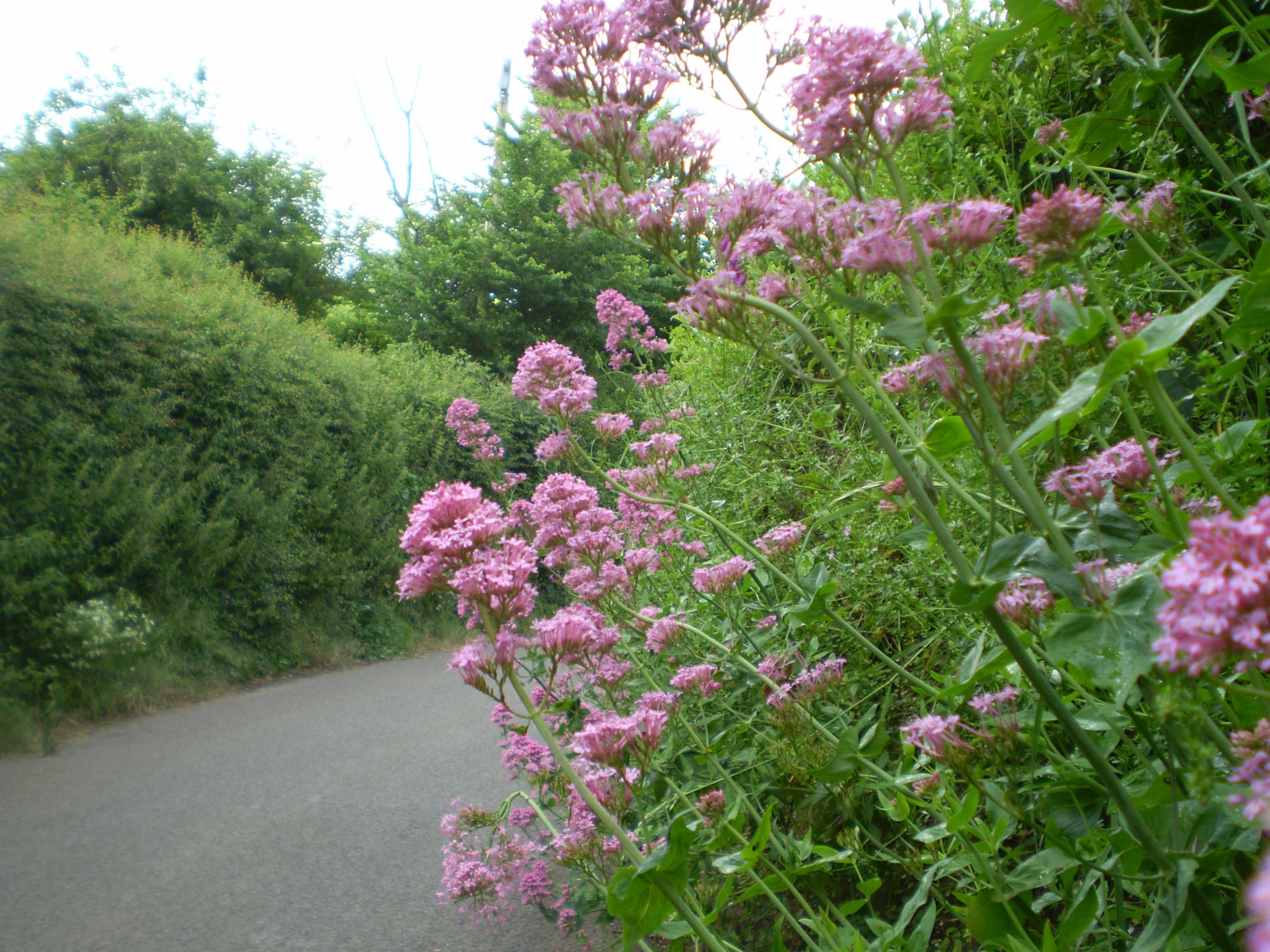 Valerian