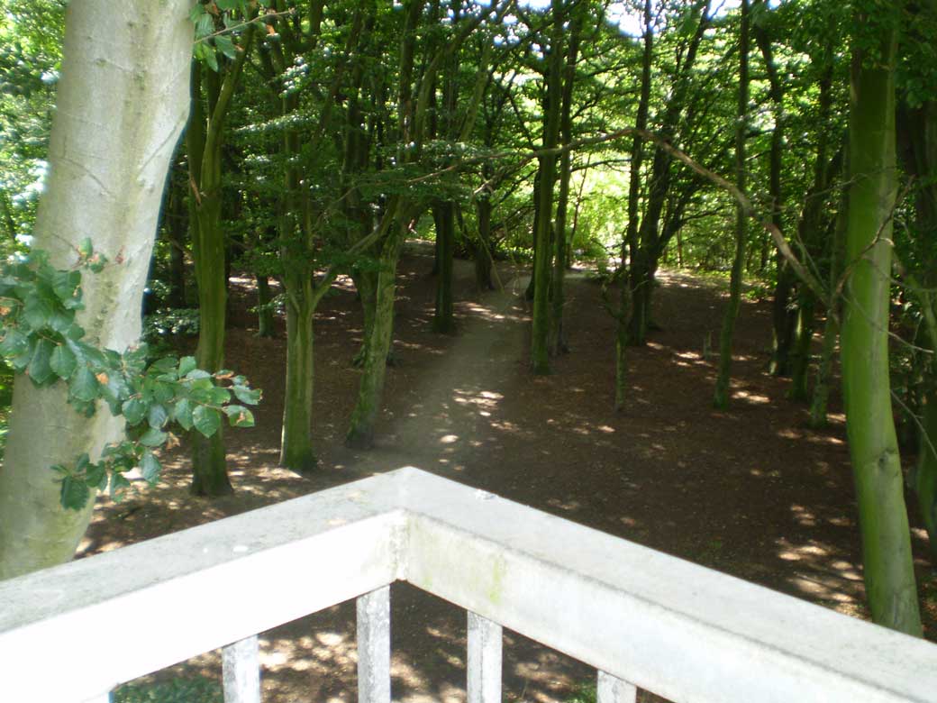 Moseley Wood from the motorway bridge